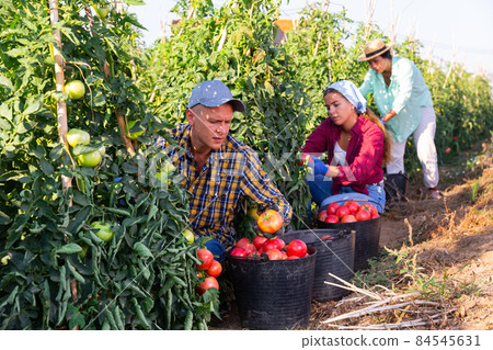 Three plantation workers harvesting tomatoes 84545631