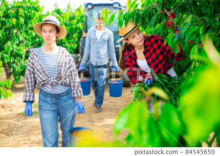 Successful female gardener with ripe cherry in orchard on day Successful female gardener with ripe cherry in orchard on day 84545650
