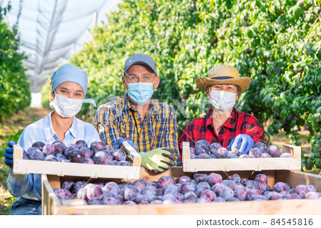 Three plantation workers with boxes full of plums 84545816