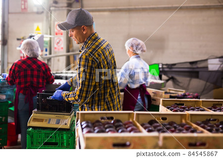 Male employee of fruit factory carrying box with plums Male employee of fruit factory carrying box with plums 84545867
