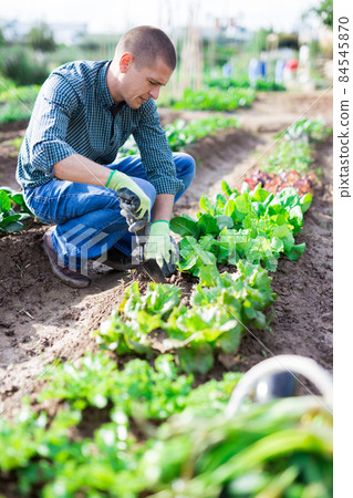 Adilt man caring for plants in garden 84545870