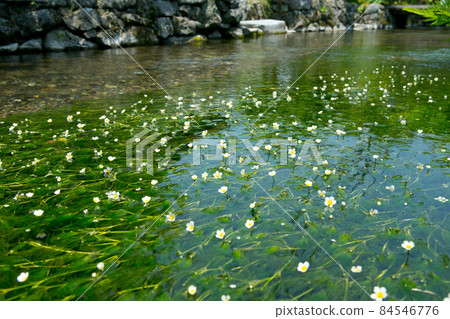 河面上的梅花藻 84546776
