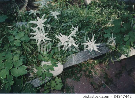 Edelweiss, Switzerland Edelweiss, Switzerland 84547442