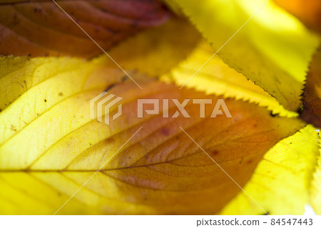 這是一張紅色、黃色和橙色葉子的特寫照片。 84547443