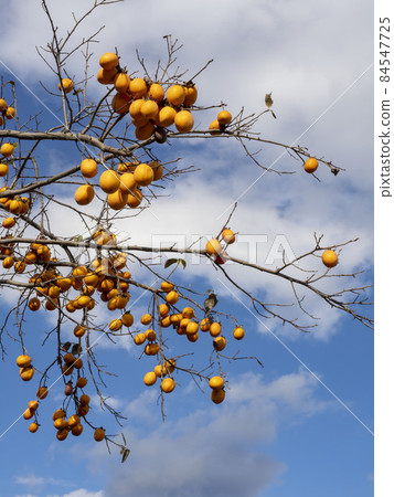 Persimmons that grow against the blue sky 84547725