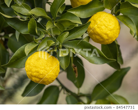 Fruit of Yuzu 84547731