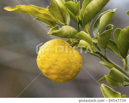 柚子的果實 84547734