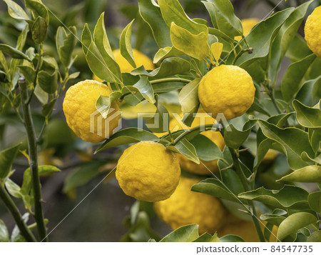 Fruit of Yuzu Fruit of Yuzu 84547735