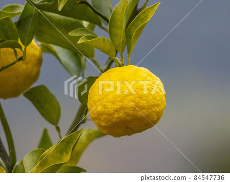 柚子的果實 84547736