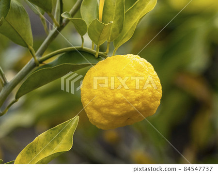 柚子的果實 84547737