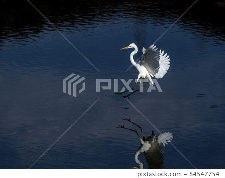 Great egret flying over water Great egret flying over water 84547754