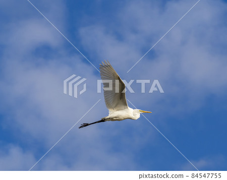 Great Egret flying in the blue sky 84547755
