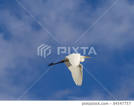 Great Egret flying in the blue sky Great Egret flying in the blue sky 84547757