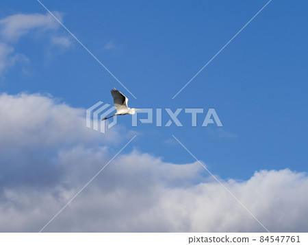 Great Egret flying in the blue sky Great Egret flying in the blue sky 84547761