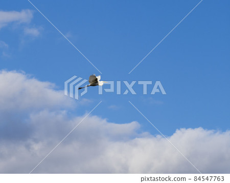 Great Egret flying in the blue sky 84547763