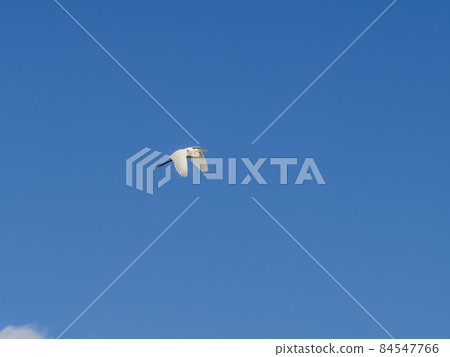 Great Egret flying in the blue sky 84547766