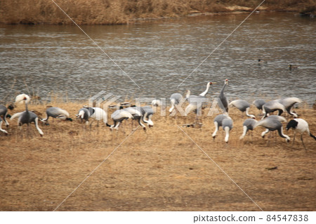 Gangwon-do. Cheorwon-gun. Cranes. Hantan River. Migratory birds. Gangwon-do. Cheorwon-gun. Cranes. Hantan River. Migratory birds. 84547838