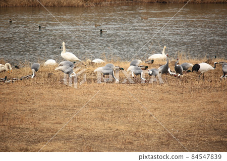 Gangwon-do. Cheorwon-gun. Cranes. Hantan River. Migratory birds. Gangwon-do. Cheorwon-gun. Cranes. Hantan River. Migratory birds. 84547839