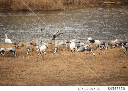 Gangwon-do. Cheorwon-gun. Cranes. Hantan River. Migratory birds. 84547850