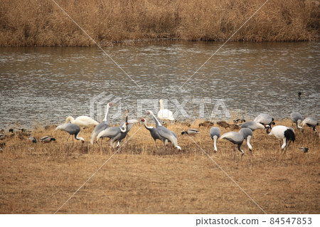 Gangwon-do. Cheorwon-gun. Cranes. Hantan River. Migratory birds. 84547853