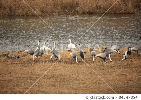 Gangwon-do. Cheorwon-gun. Cranes. Hantan River. Migratory birds. 84547854