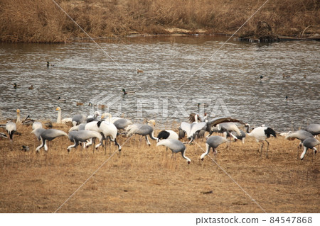Gangwon-do. Cheorwon-gun. Cranes. Hantan River. Migratory birds. 84547868