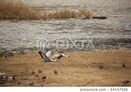 Gangwon-do. Cheorwon-gun. Cranes. Hantan River. Migratory birds. Gangwon-do. Cheorwon-gun. Cranes. Hantan River. Migratory birds. 84547886