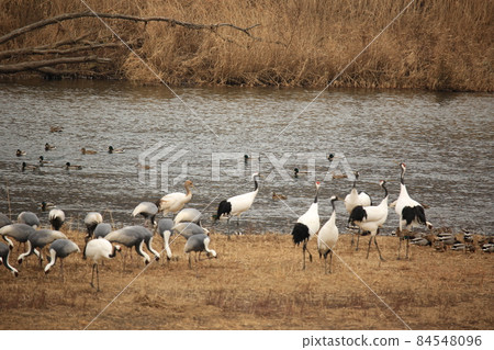 Red-crowned crane, swan, Cheorwon-gun, migratory bird, bird 84548096