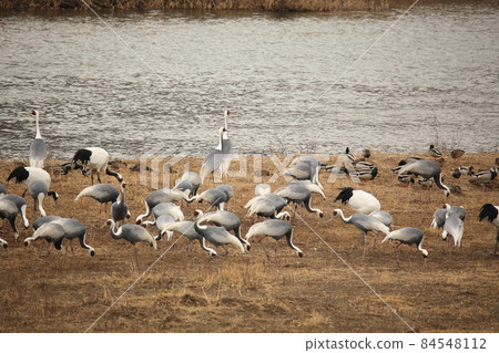 Red-crowned crane, swan, Cheorwon-gun, migratory bird, bird 84548112