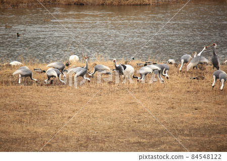 Red-crowned crane, swan, Cheorwon-gun, migratory bird, bird Red-crowned crane, swan, Cheorwon-gun, migratory bird, bird 84548122