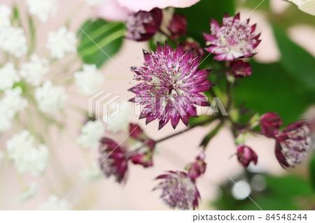 阿斯特拉蒂亞之火之星 阿斯特拉蒂亞之火之星 84548244