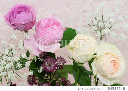 花道玫瑰瑪菲勒等 花道玫瑰瑪菲勒等 84548246