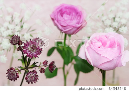 花道玫瑰桃花等 花道玫瑰桃花等 84548248