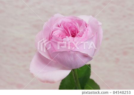 玫瑰桃花 玫瑰桃花 84548253