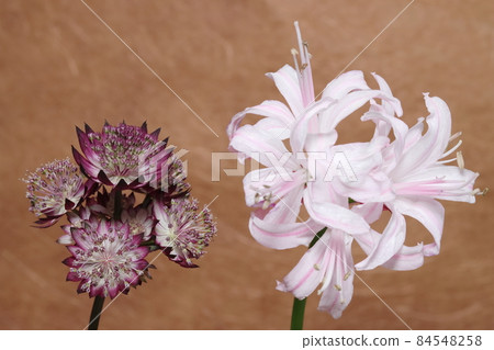 鑽石百合 鑽石百合 84548258