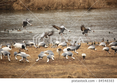 Cheorwon-gun, Dumulmeori, Migratory Birds, Birdwatching Cheorwon-gun, Dumulmeori, Migratory Birds, Birdwatching 84548383