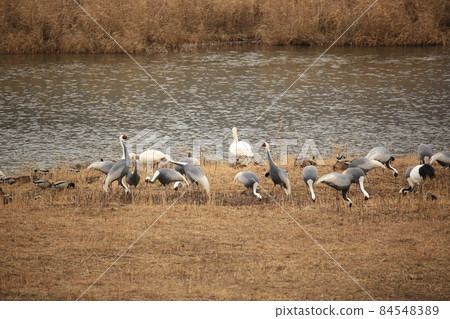 Cheorwon-gun, Dumulmeori, Migratory Birds, Birdwatching Cheorwon-gun, Dumulmeori, Migratory Birds, Birdwatching 84548389