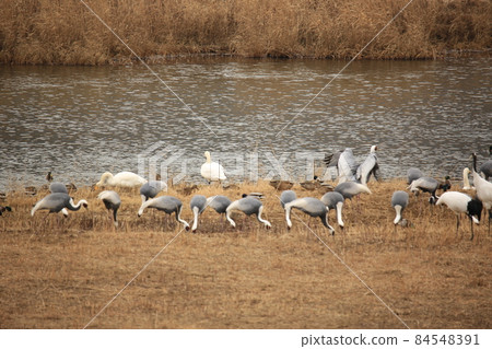 Cheorwon-gun, Dumulmeori, Migratory Birds, Birdwatching Cheorwon-gun, Dumulmeori, Migratory Birds, Birdwatching 84548391