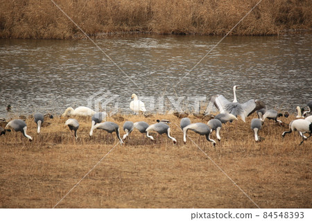 鐵原郡, Dumulmeori, 候鳥, 觀鳥 鐵原郡, Dumulmeori, 候鳥, 觀鳥 84548393