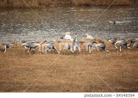 鐵原郡, Dumulmeori, 候鳥, 觀鳥 鐵原郡, Dumulmeori, 候鳥, 觀鳥 84548394