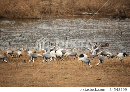 Cheorwon-gun, Dumulmeori, Migratory Birds, Birdwatching 84548399