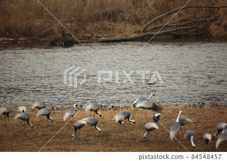 Cheorwon-gun, Dumulmeori, Migratory Birds, Birdwatching 84548457