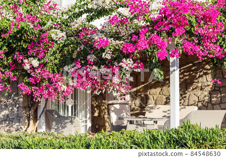 Beautiful pink and white begonville flowers on traditional summer house in Bodrum Turkey. Mediterranean plants in the garden Beautiful pink and white begonville flowers on traditional summer house in Bodrum Turkey. Mediterranean plants in the garden 84548630