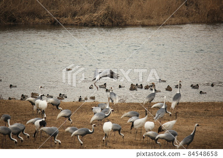 江原道。鐵原郡。鶴。候鳥。鳥類。 江原道。鐵原郡。鶴。候鳥。鳥類。 84548658