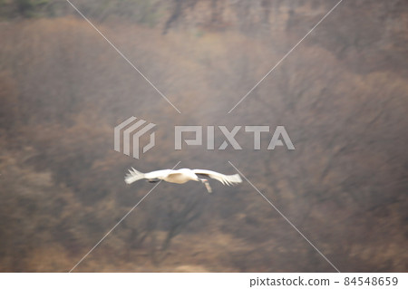 江原道。鐵原郡。鶴。候鳥。鳥類。 江原道。鐵原郡。鶴。候鳥。鳥類。 84548659