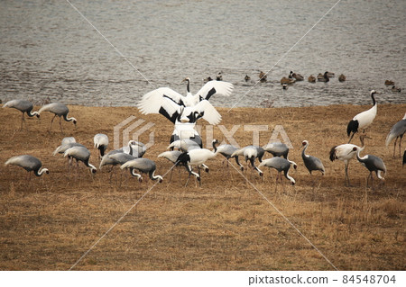 Gangwon-do. Cheorwon-gun. Cranes. Migratory birds. Birds. 84548704
