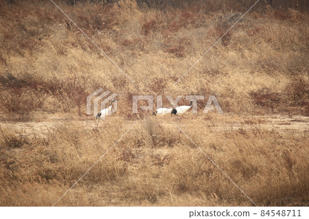 Gangwon-do. Cheorwon-gun. Cranes. Migratory birds. Birds. 84548711