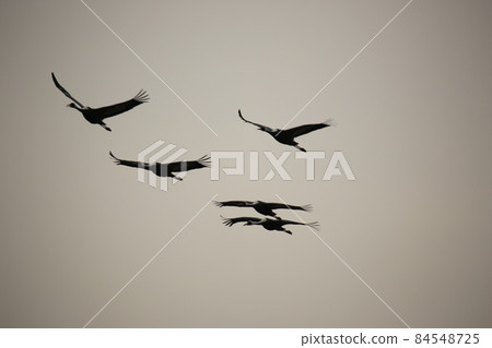 Gangwon-do. Cheorwon-gun. Cranes. Migratory birds. Birds. 84548725