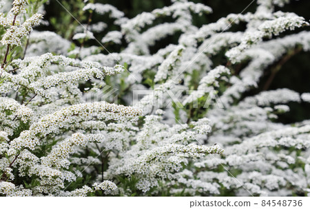 Thunberg Spirea (Spiraea Thunbergii) bush in blossom. Background of white flowers 84548736