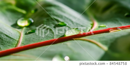 Abstract green background. Macro Croton plant leaf with water drops. Natural background for brand design 84548758